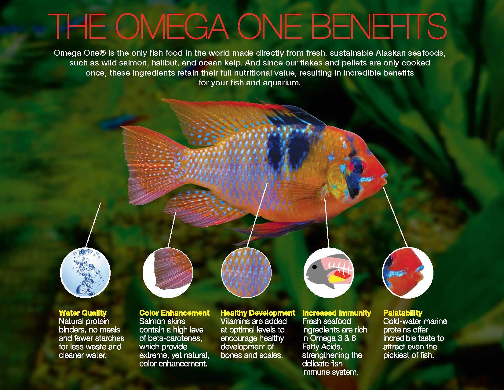Omega One granulés adaptés aux cichlidés, dosage pratique et rapide.