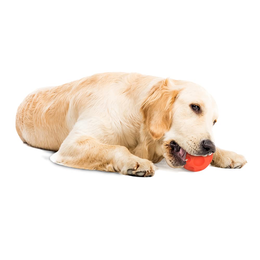 Omega Paw balle exercice – encourage mouvement et activité quotidienne