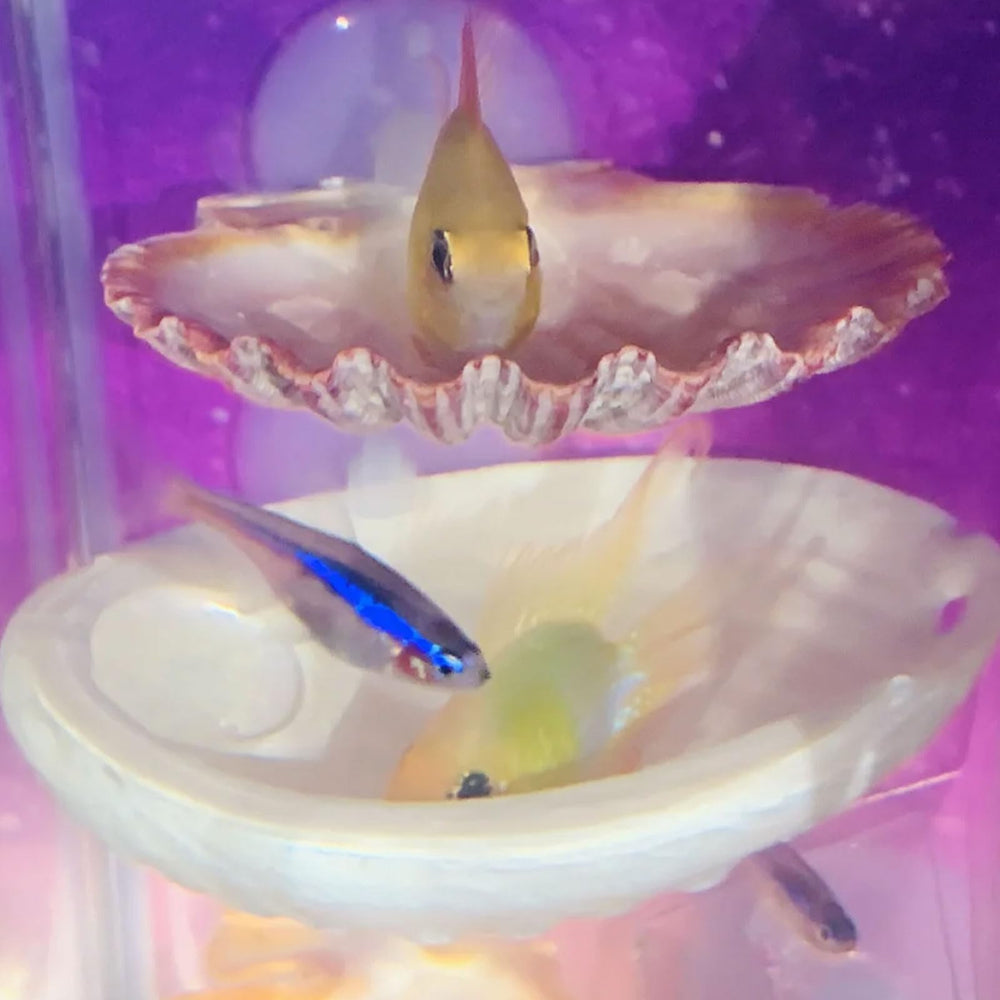 Oncpcare Betta refuge coquille douce, cachette sécurisante.