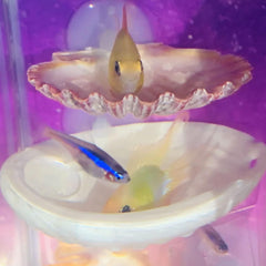 Oncpcare Betta refuge coquille douce, cachette sécurisante.