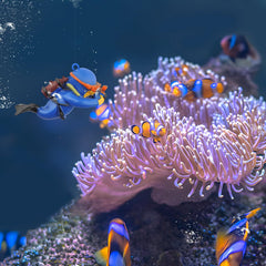 onesimcr scène aquatique amusante adaptée au décor du bac.