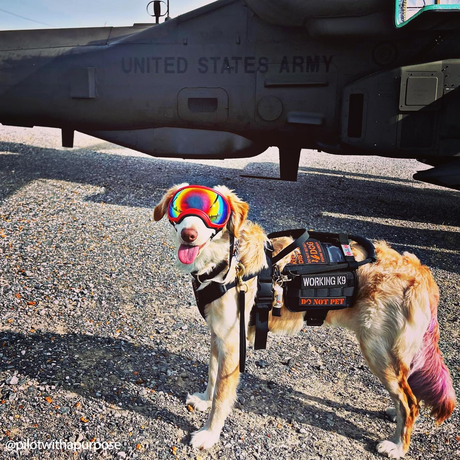 OneTigris harnais service chien avec fenêtre d'identification intégrée.