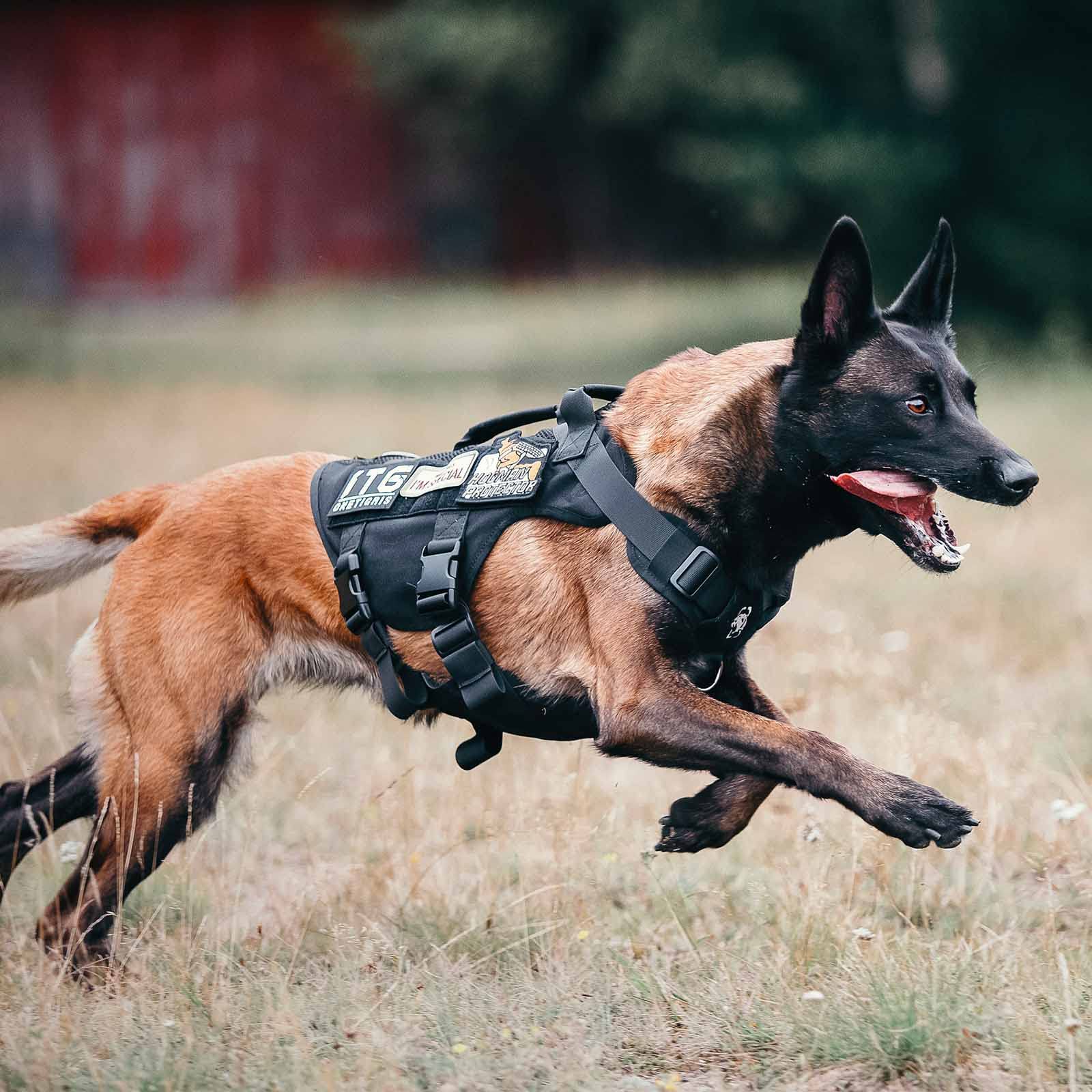 ONETIGRIS harnais taille moyenne adapté pour chiens moyens