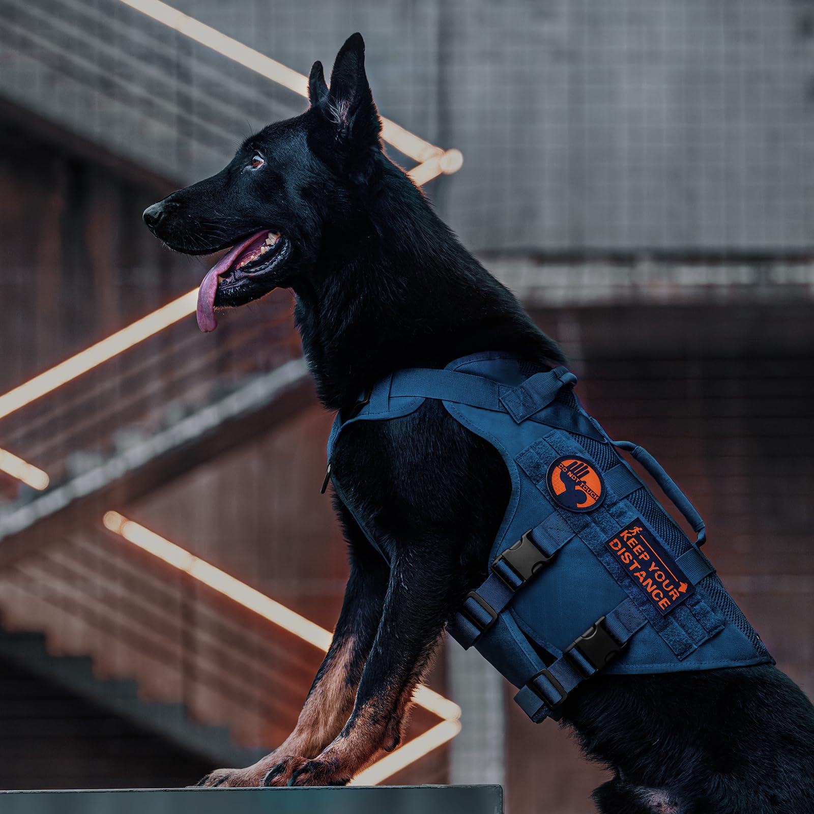Guide des tailles ONETIGRIS bleu pour chiens petits et moyens.