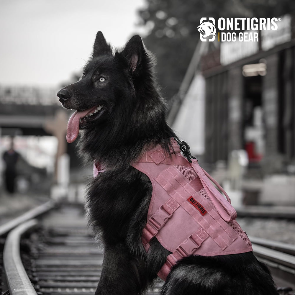 OneTigris harnais usage extérieur, idéal pour promenades et entraînement.