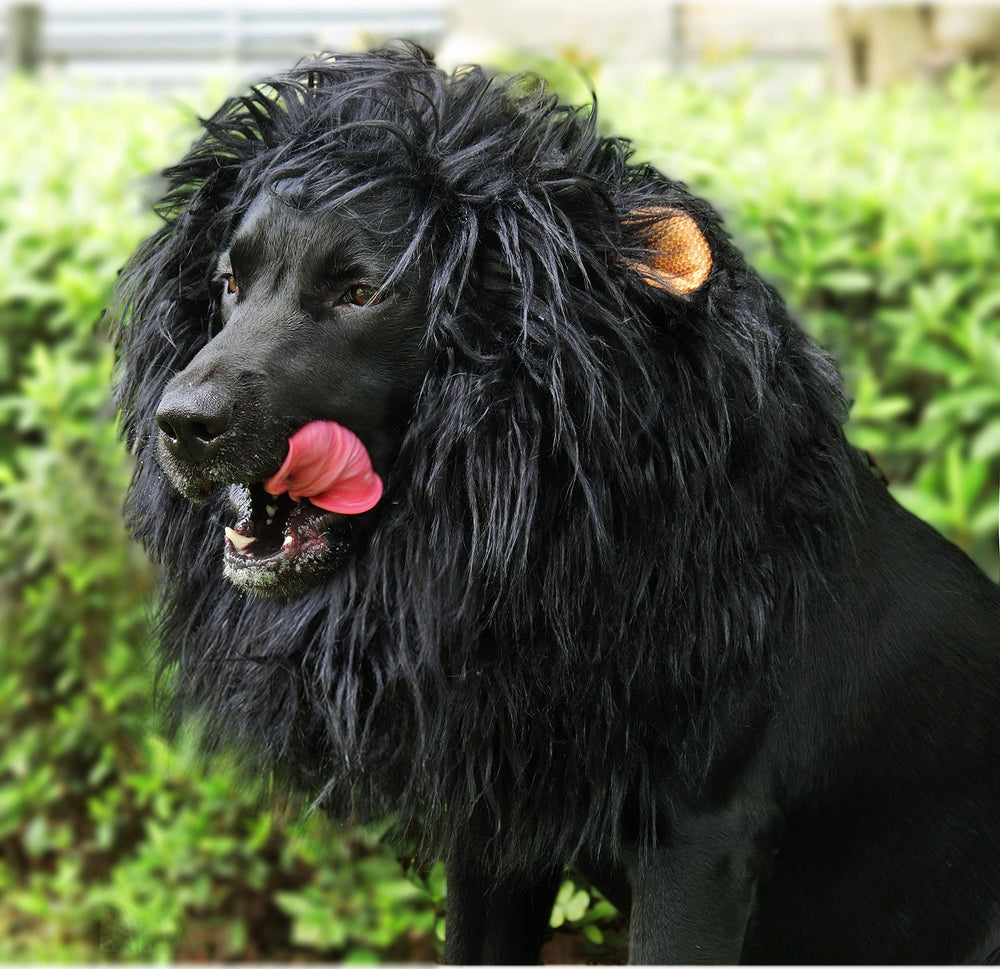 Onmygogo costume chien Halloween avec crinière lionne impressionnante.