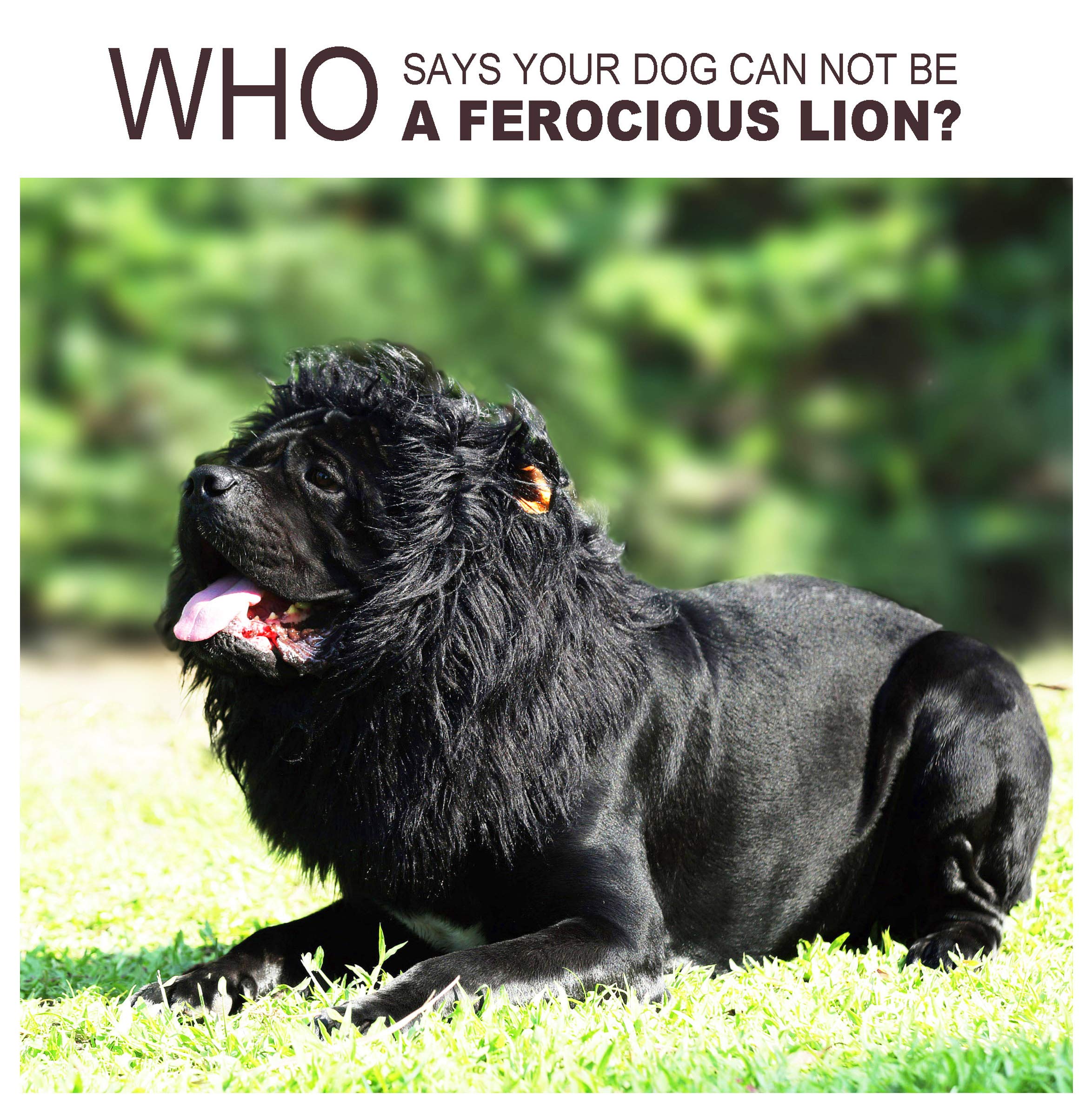 Onmygogo crinière lion chien adaptée aux grandes races.