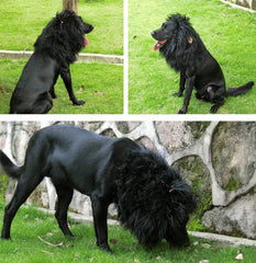 Onmygogo crinière lion chien peluche légère et agréable au toucher.
