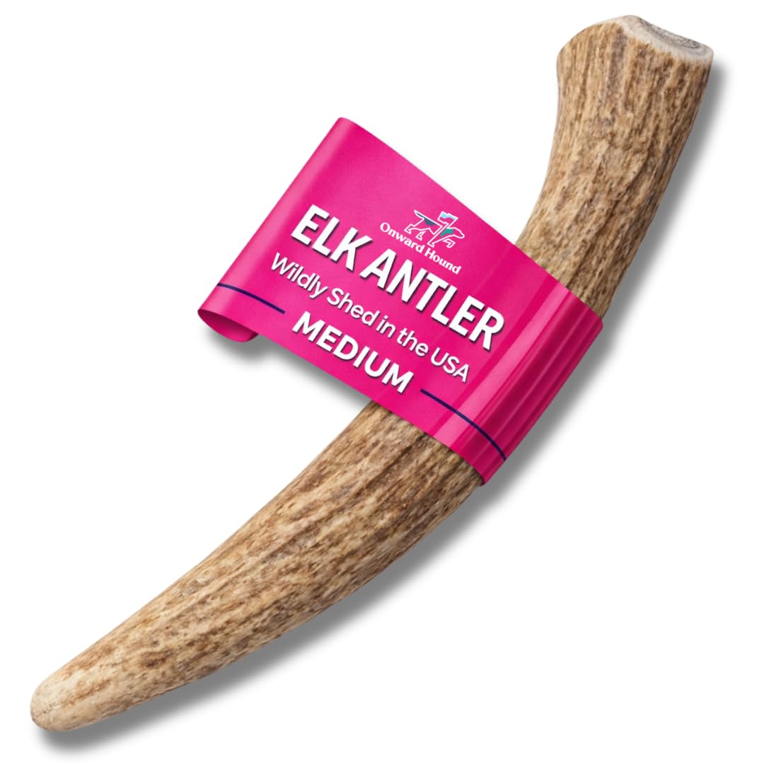 Onward Hound - os-elan-entier-pour-chiens: mastication durable et naturelle