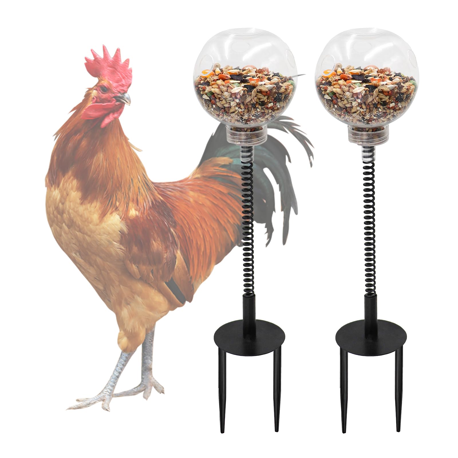 Oooct balle transparente pour poules; enrichissement et stimulation du picorage.