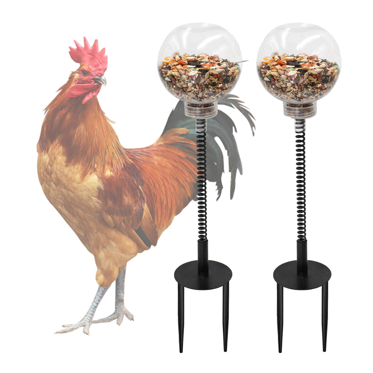 Oooct balle transparente pour poules; enrichissement et stimulation du picorage.