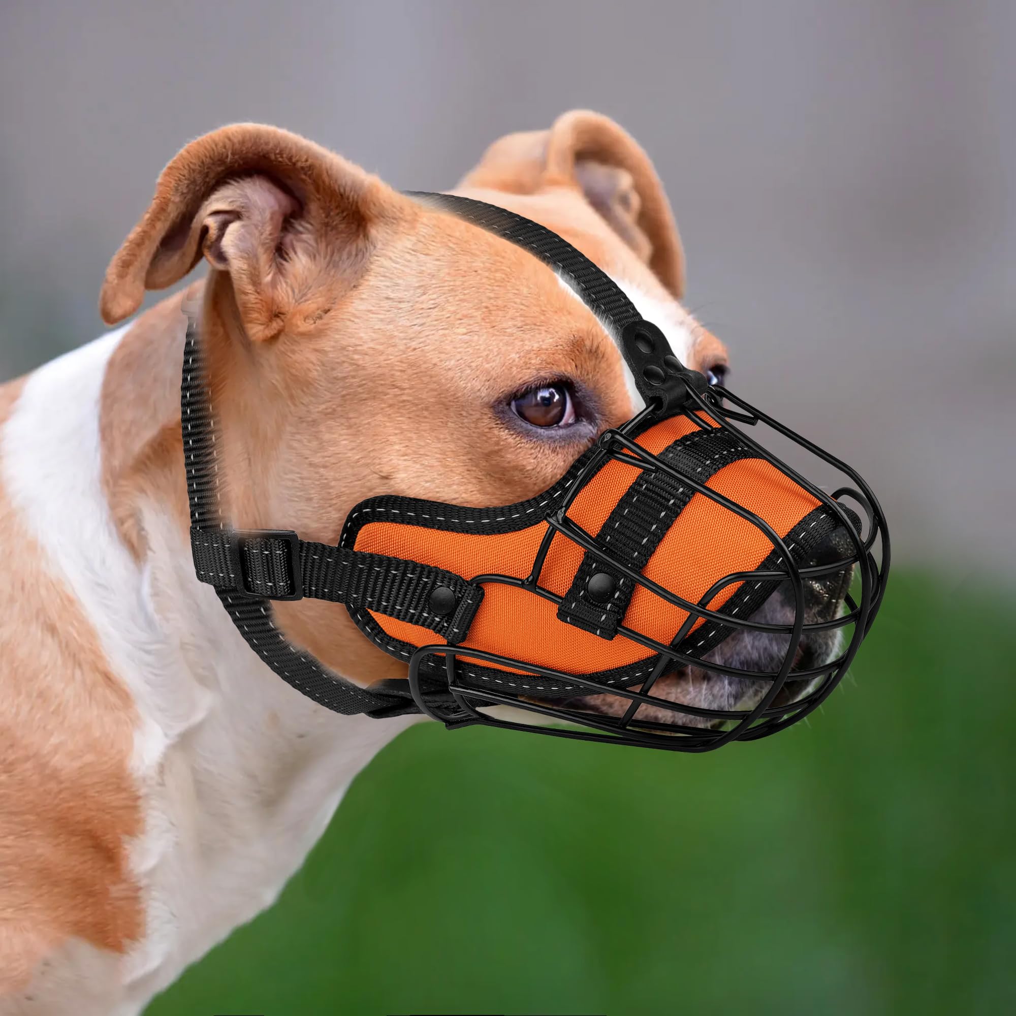 OOPSDOGGY Museau Pitbull stabilité extérieur – promenade stable
