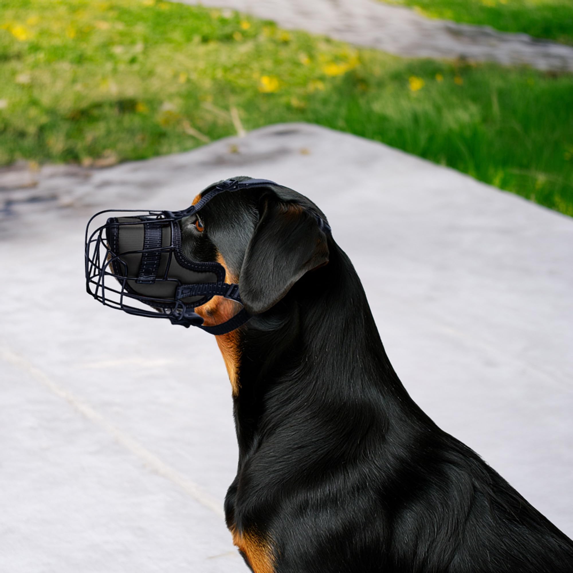 OOPSDOGGY museau-metallique Rottweiler-protection contre morsures lors des visites.