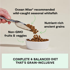 Open Farm croquettes-grains-anciens, mélange naturel pour une alimentation équilibrée.