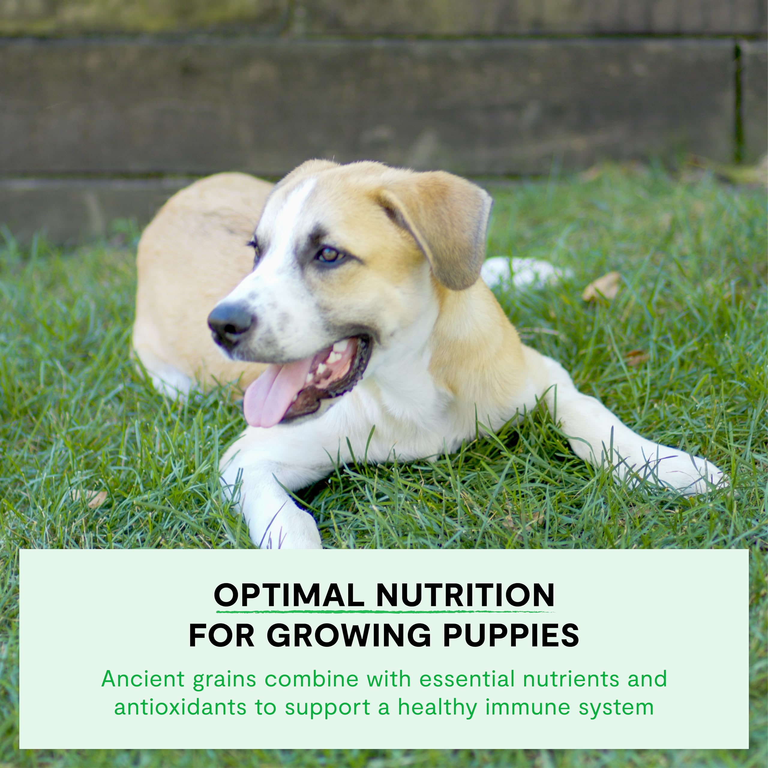 Open Farm chiots – grains anciens et protéines réelles pour un appétit équilibré