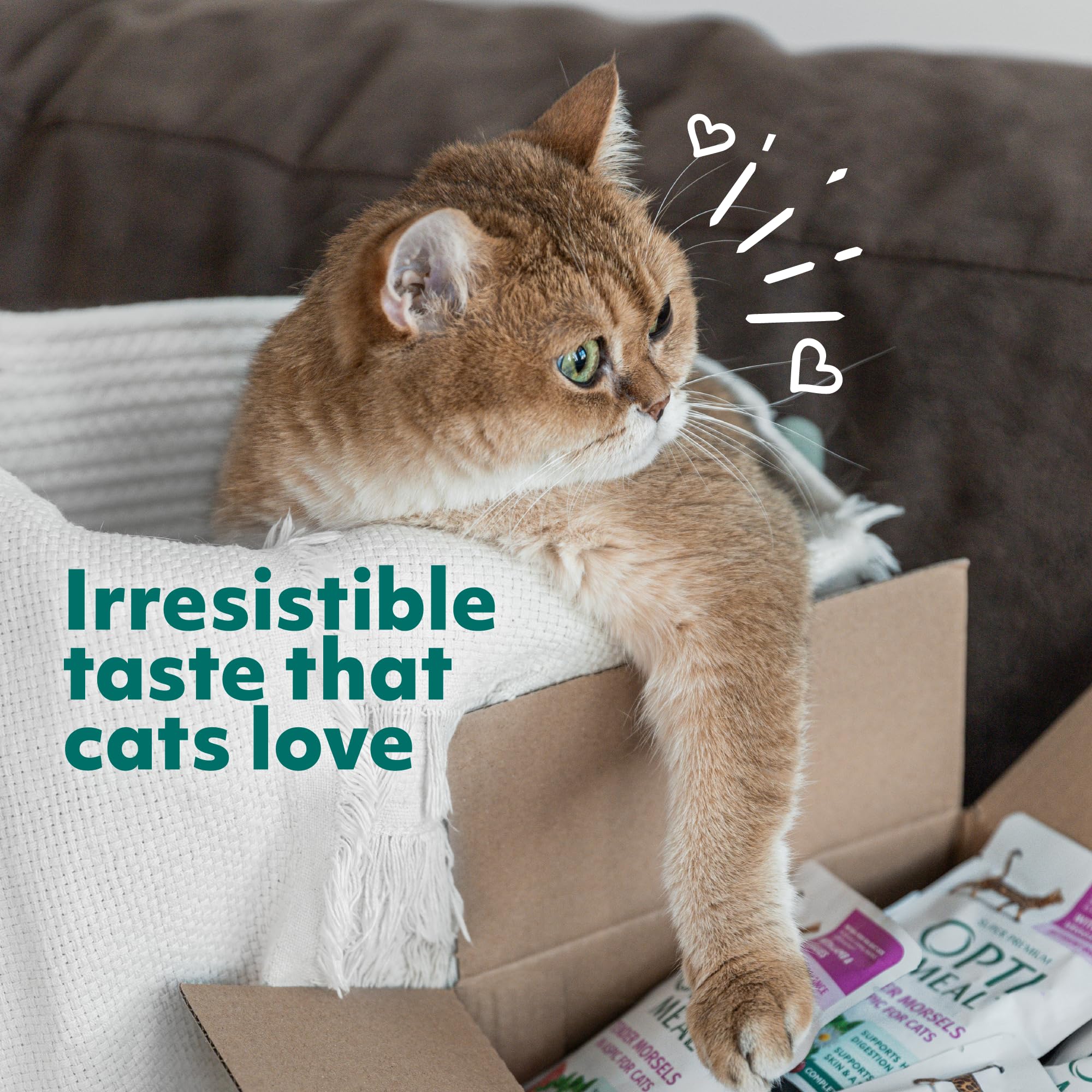 Chat adulte dégustant Optimeal humide.