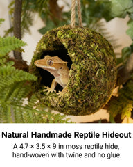 Orbidyn accessoire habitat dragon barbu – cachette naturelle et repos sécurisé.