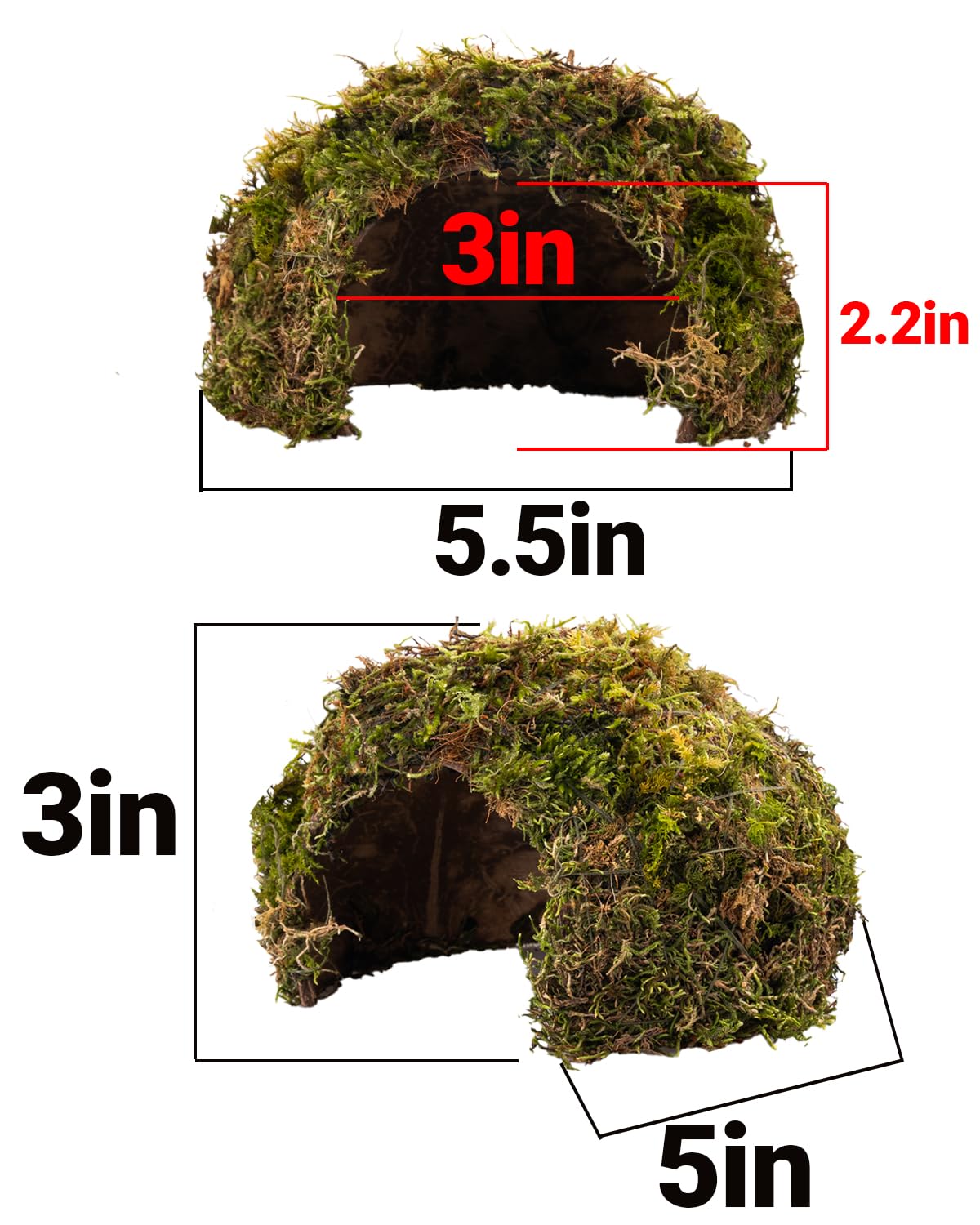 ORBIDYN accessoire terrarium complet, complément naturel pour reptiles.