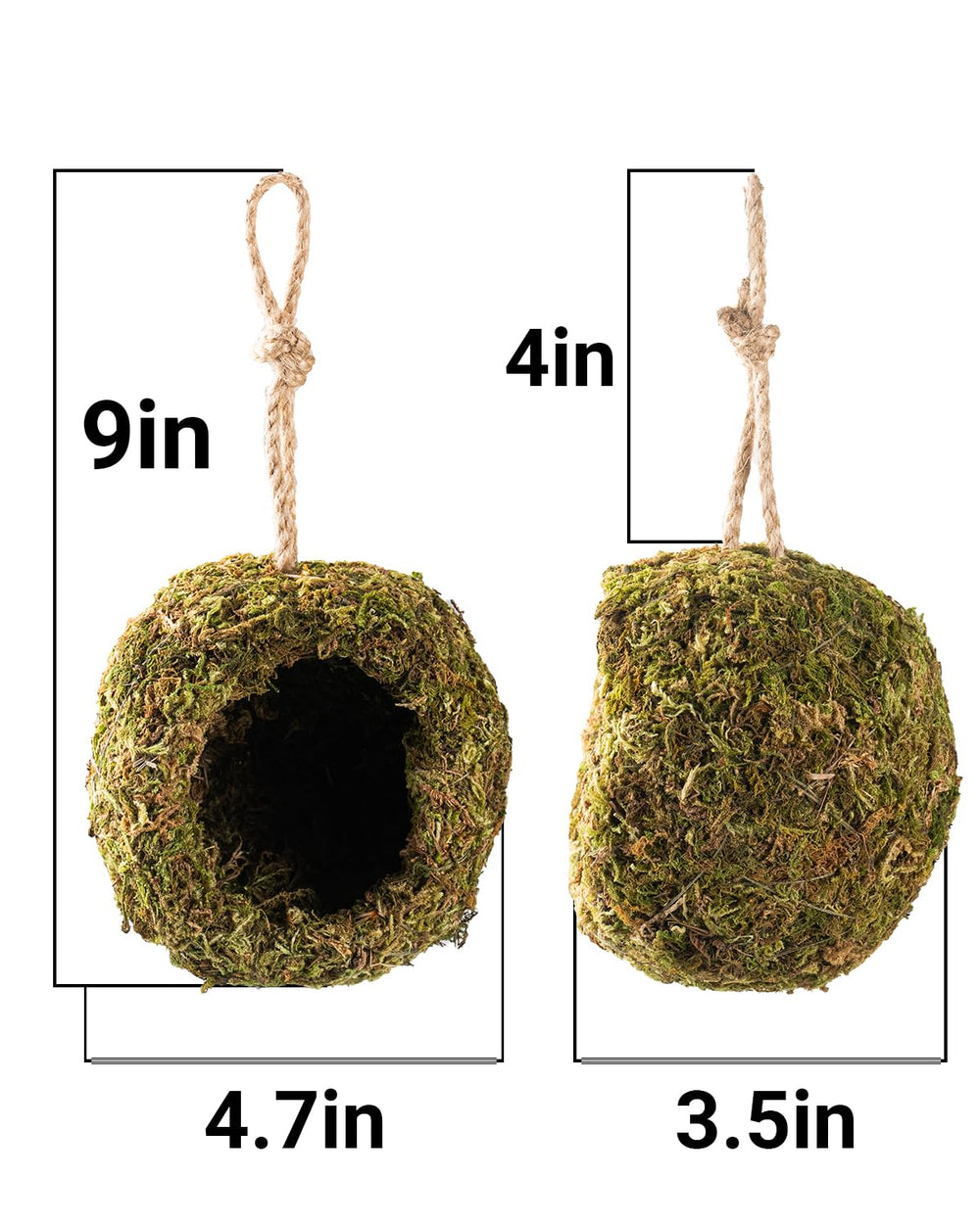 Orbidyn suspension ventouse et crochet – installation flexible dans le terrarium.
