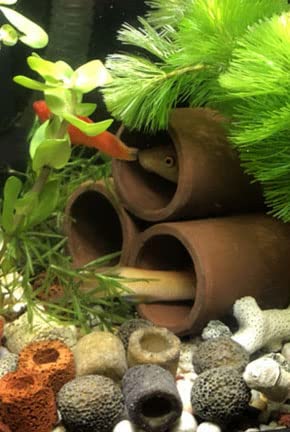OrgMemory objet ceramique aquarium, microhabitat riche en minéraux