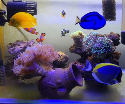 OrgMemory ornnement ceramique aquarium: realiste et respirable pour bacteries