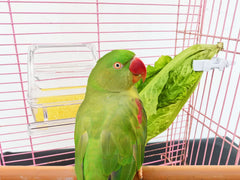 ORIBUKI bol alimentation cage remplaçable, nettoyage facile.