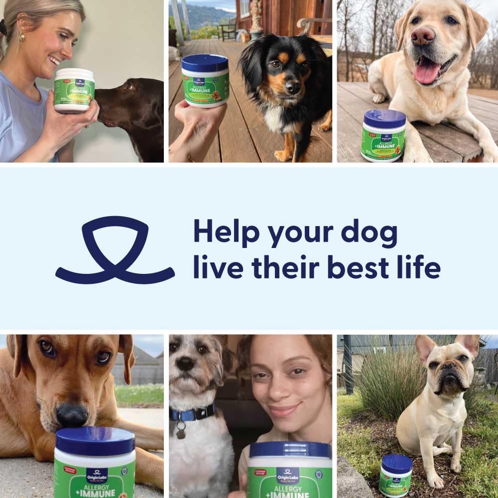 Origin Labs allergie-immunité, chien joueur et en bonne forme.