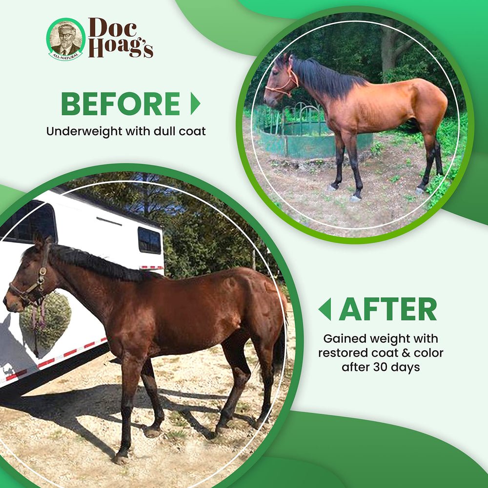 Pelage brillant et digestion soutenue chez le cheval avec Original Udder Balm.