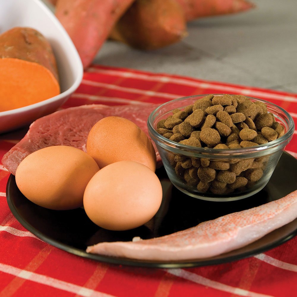Orijen Regional Red – chien qui mange, exemple d’alimentation complète et appétissante