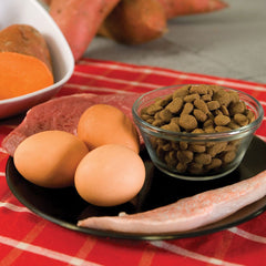 Orijen Regional Red – chien qui mange, exemple d’alimentation complète et appétissante