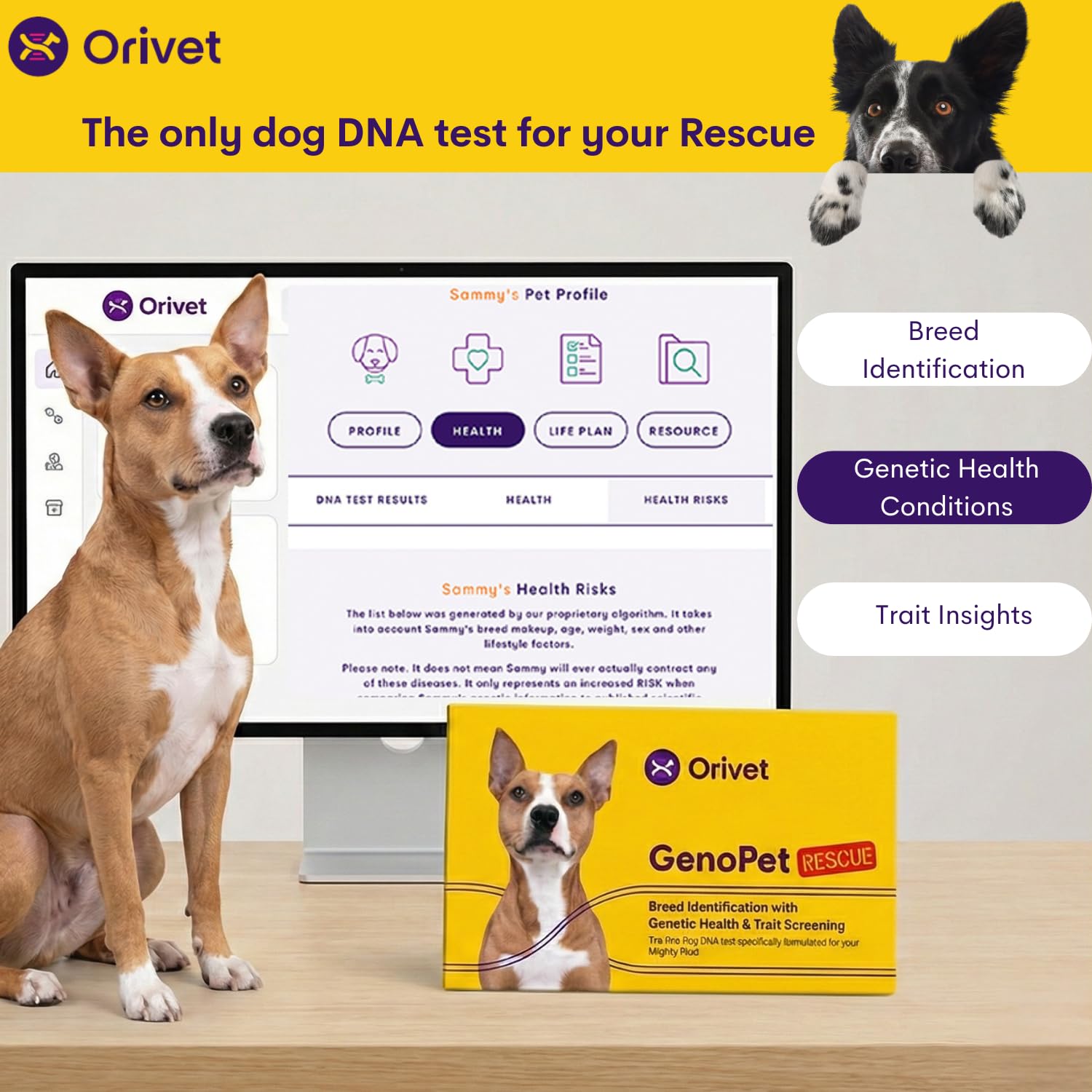 ORIVET Marqueurs Santé Chien: aperçu des marqueurs héréditaires pour une prévention éclairée.