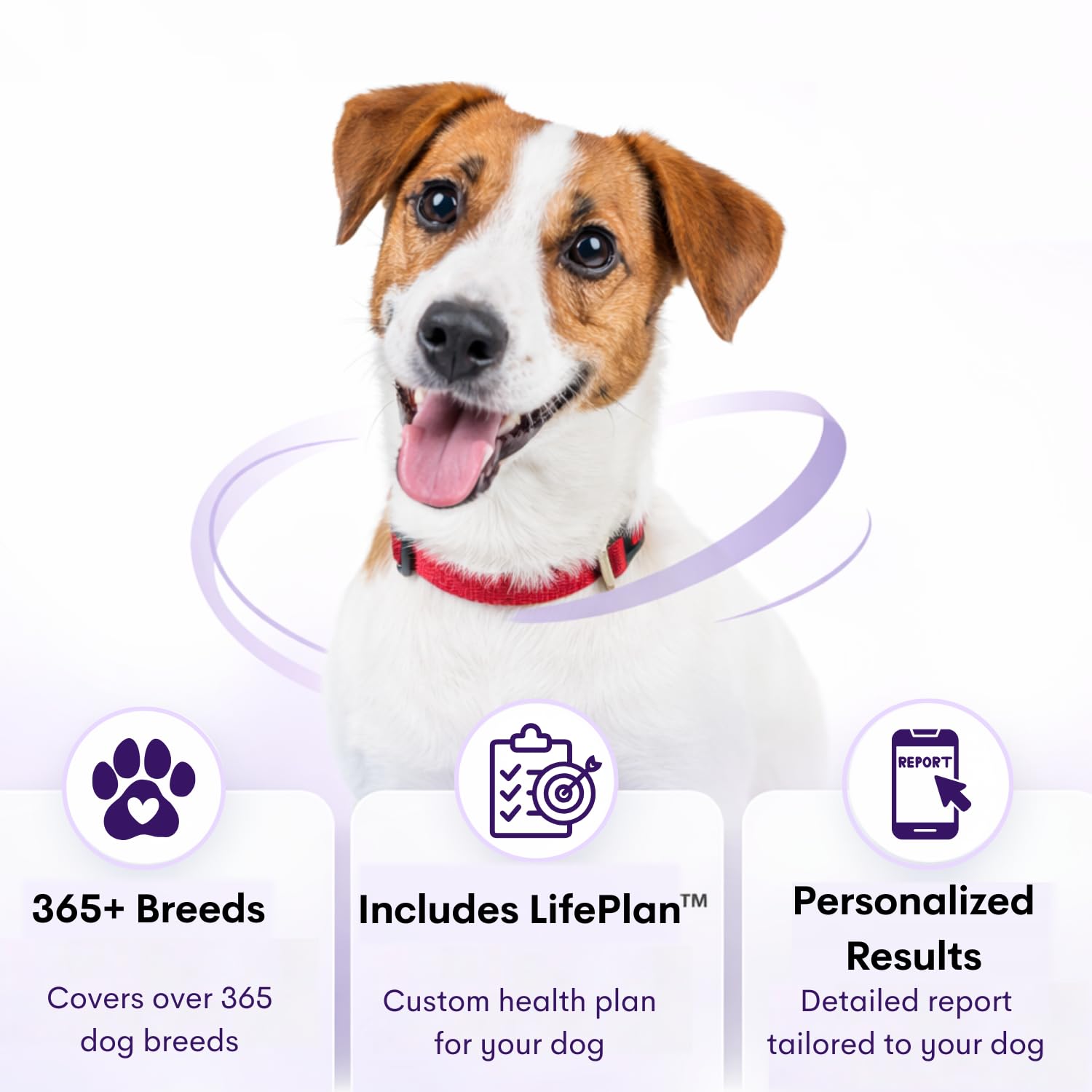 Rapport ORIVET presentant le plan de vie personalise pour chien
