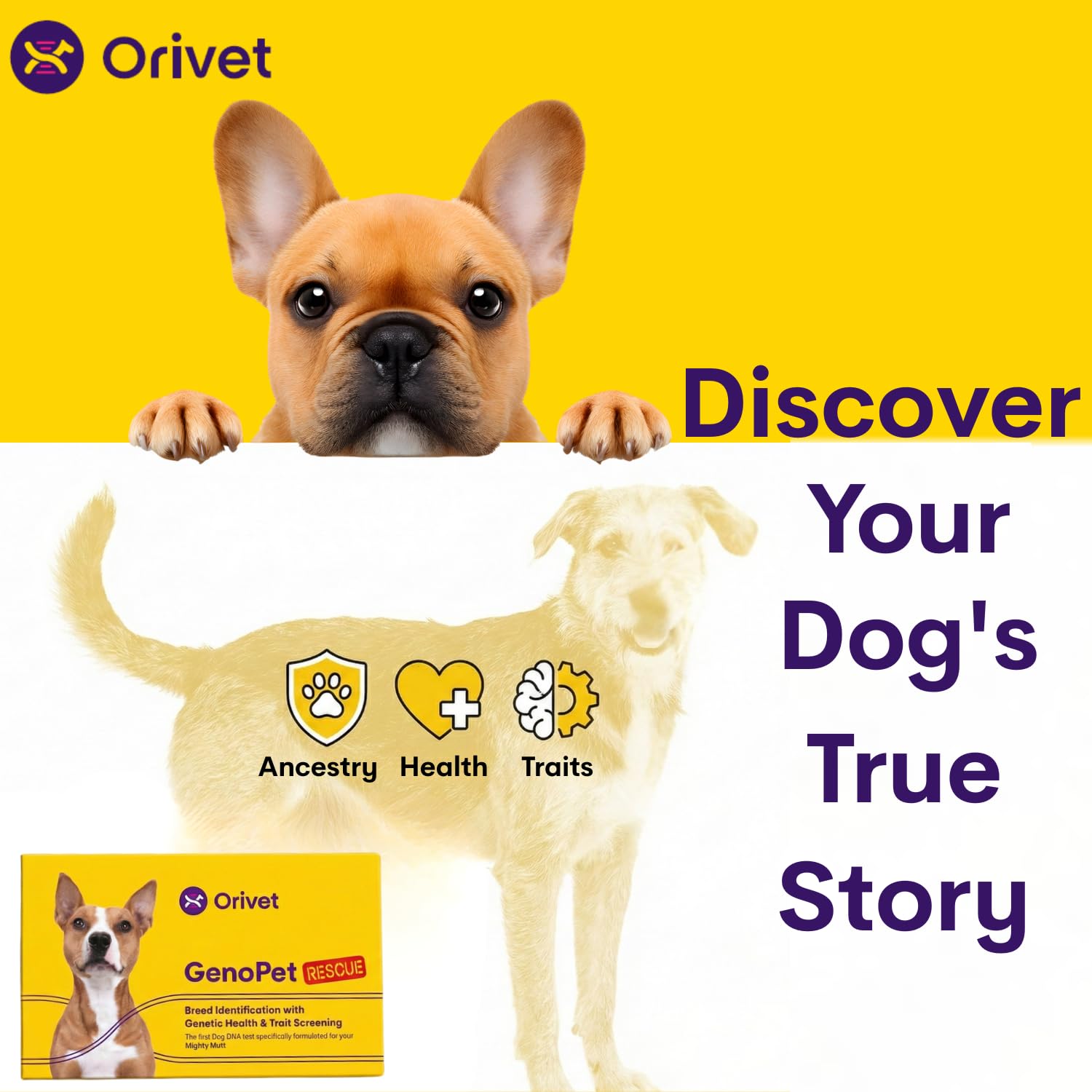 ORIVET Recommandations Activité Chien: idées d'exercices selon le profil.