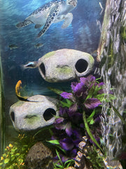 OrnaMounts ouverture-caverne-nage pour exploration fluide des poissons