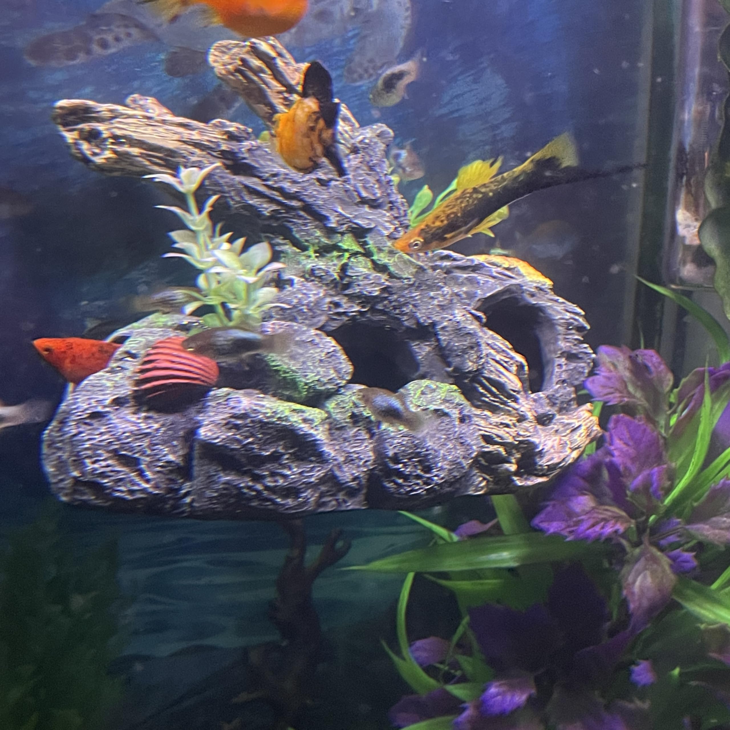 OrnaMounts aquascape élevé sur mur, crée de nouveaux niveaux d'exploration pour poissons.