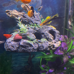 OrnaMounts aquascape élevé sur mur, crée de nouveaux niveaux d'exploration pour poissons.
