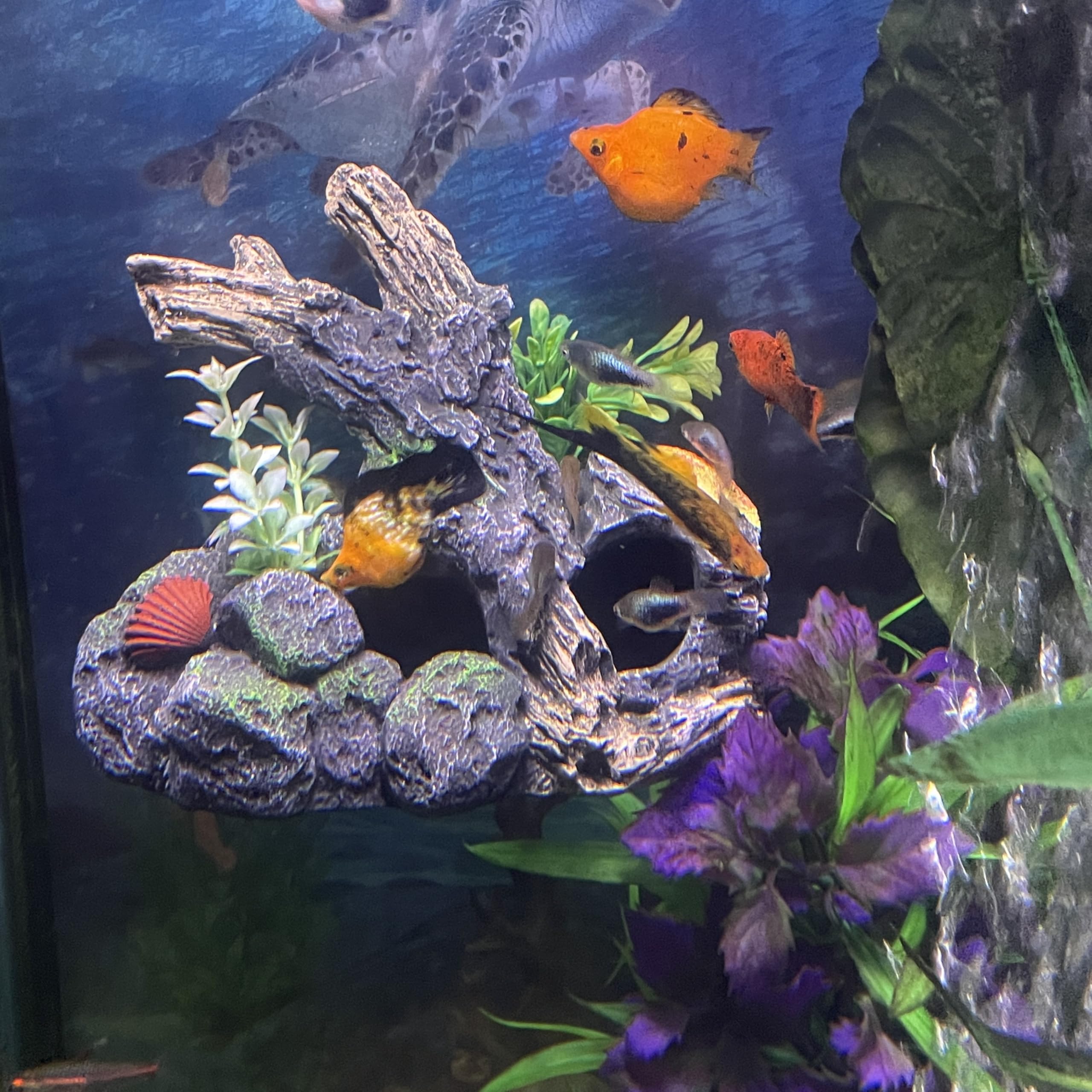 OrnaMounts attache-magnetique murale pour aquarium, fixation sûre et sans ventouses.