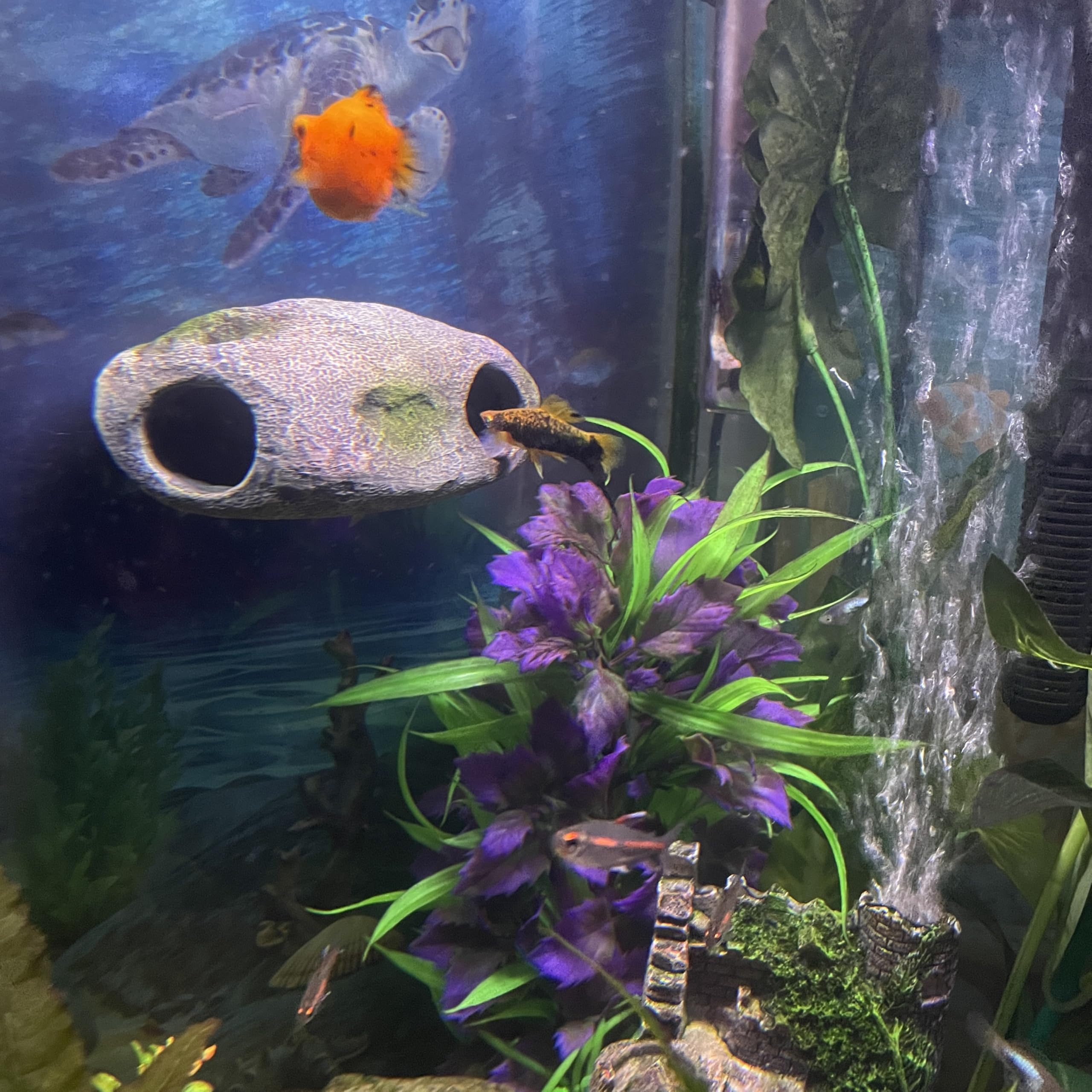 OrnaMounts decor-aquarium-harmonie amélioration esthétique et refuge