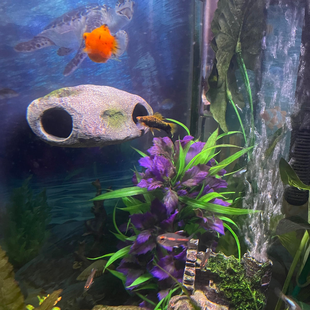 OrnaMounts decor-aquarium-harmonie amélioration esthétique et refuge