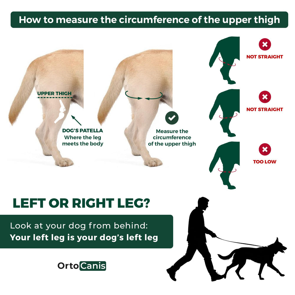 Attelle Ortocanis genou chien droit en néoprène, confort et maintien durable.