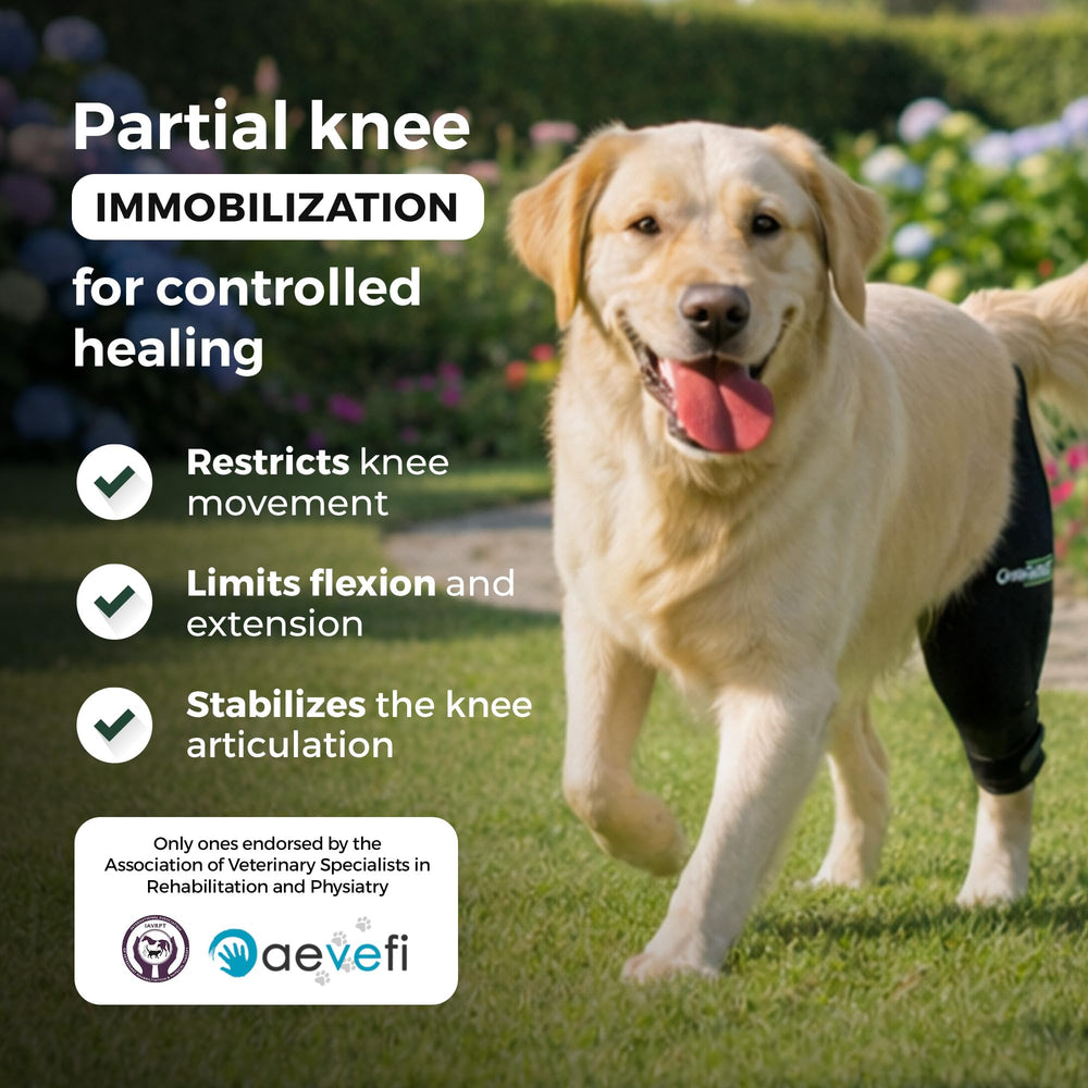Ortocanis attelles aluminium genou chien, postoperatoire et immobilisation securisee.