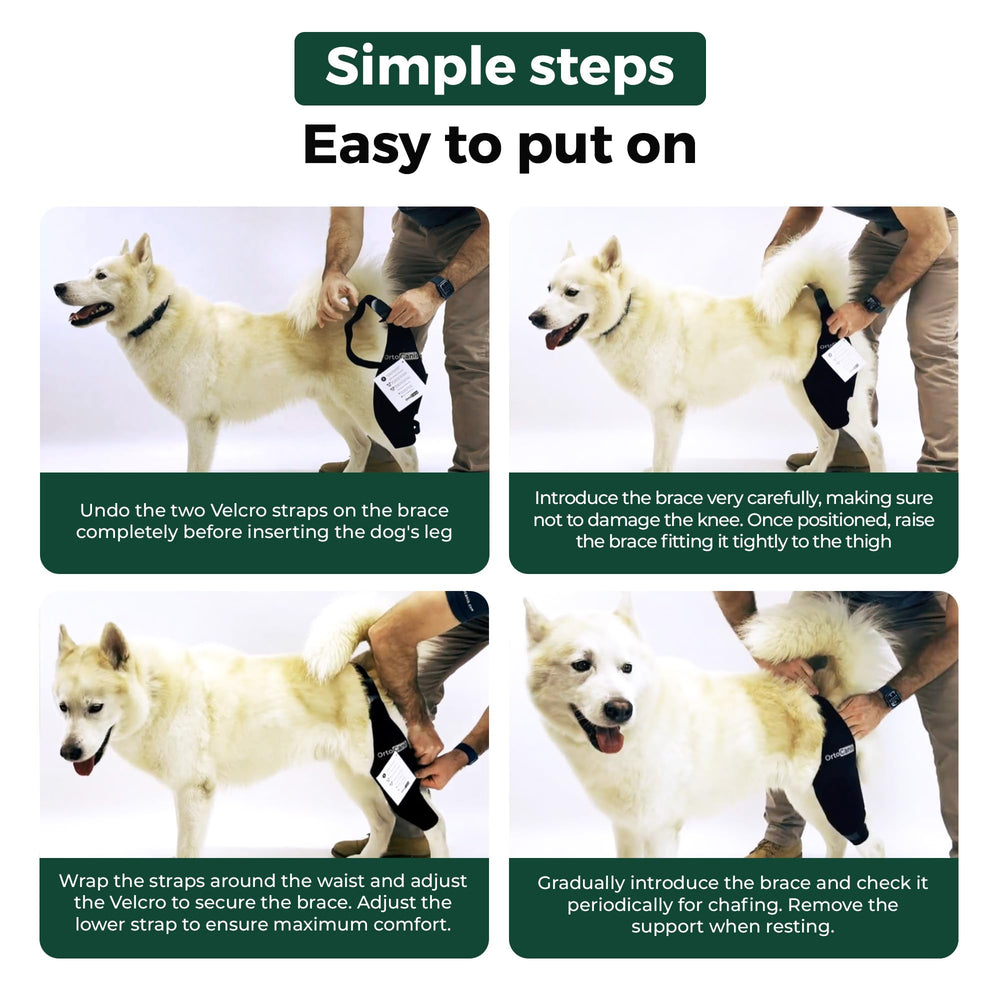 Ortocanis Design ergonomique genou chien droit-arrière, confort et ajustement personnalisé.