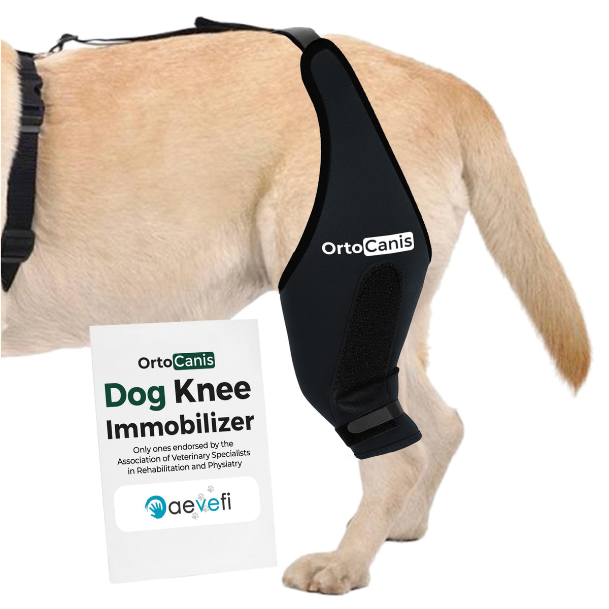 Ortocanis genou-chien gauche XXS en immobilisation pour récupération.
