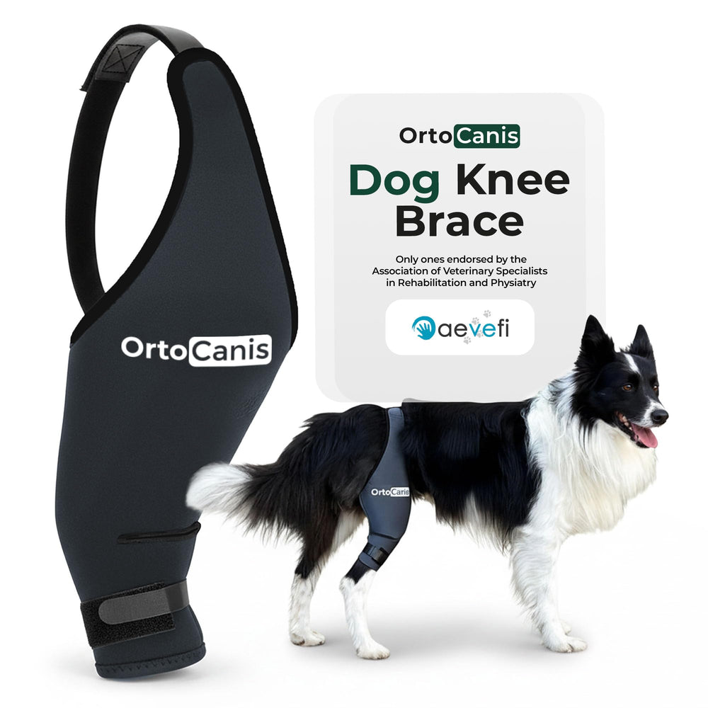 Ortocanis genou du chien - brace flexible en néoprène pour maintien confortable