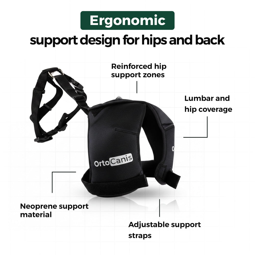 Conception ergonomique Ortocanis, ajustement confortable et stable.
