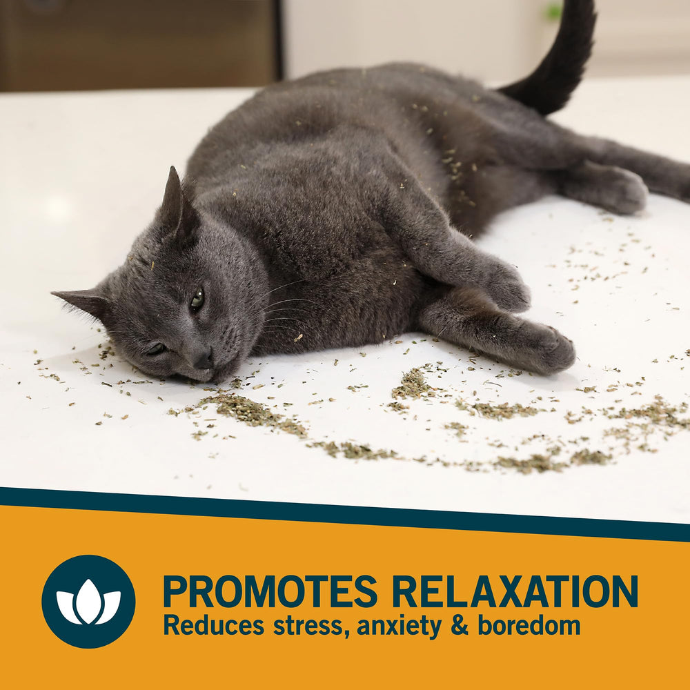 Chat Our Pets se renifle le catnip, moment de curiosité
