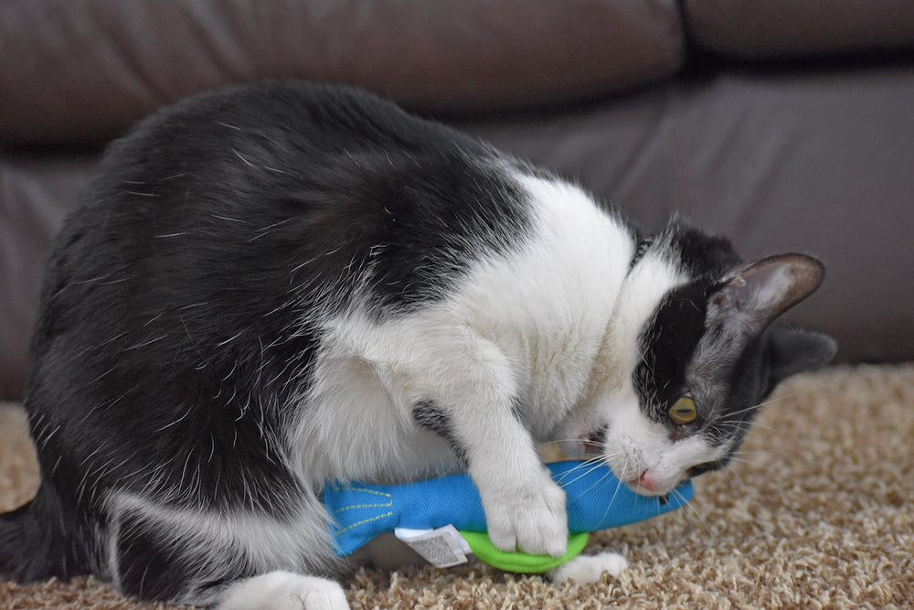Étui Our Pets embarqué avec catnip et emballage attractif.