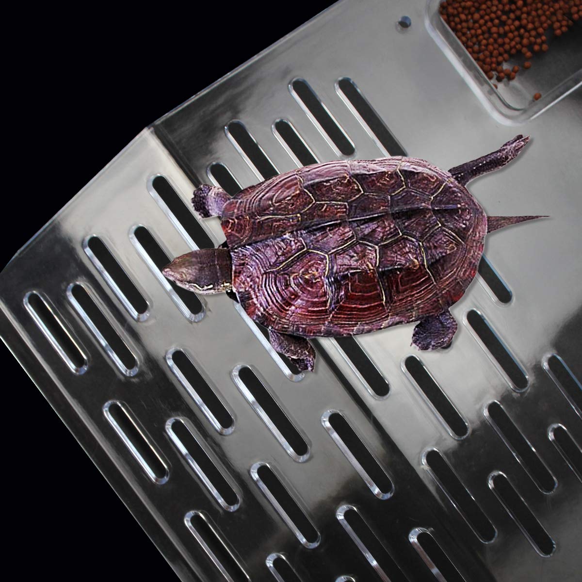 ourjob observation-tortue-habitat-transparente optimise le suivi des déplacements