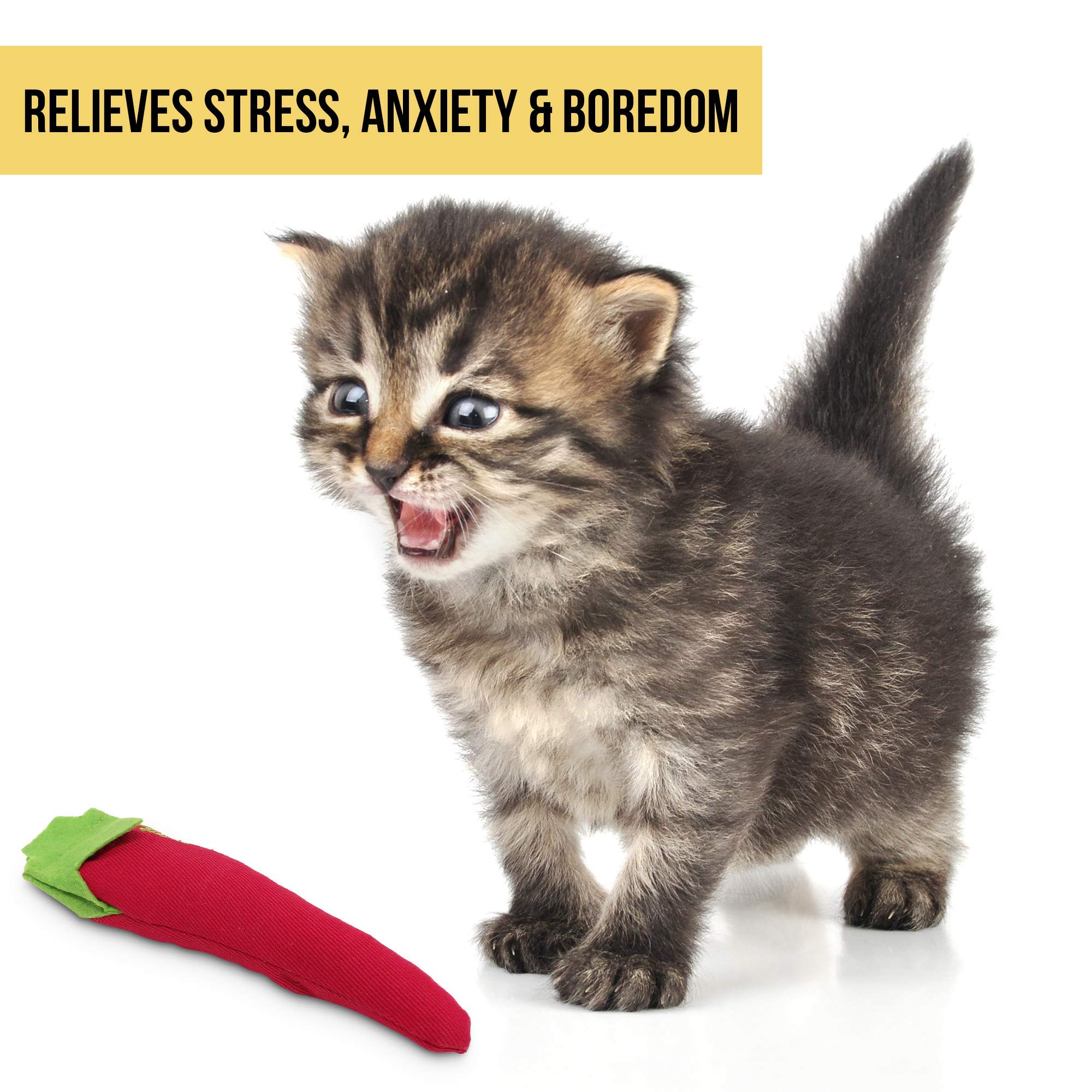 Stimulation mentale et physique pour chats actifs grâce à Chili