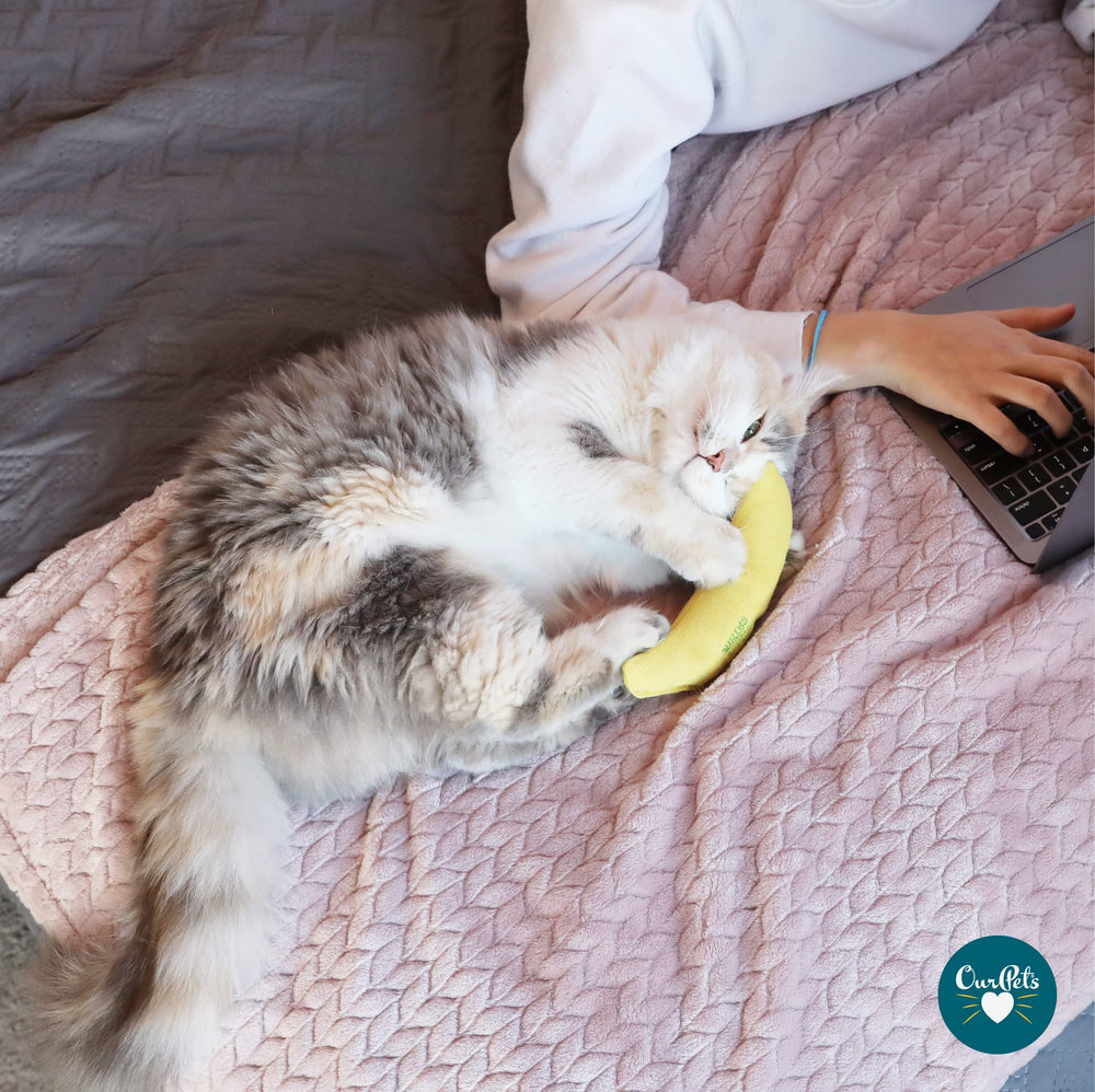 OurPets Cosmic Banane: jouet chat aromatique stimulant le jeu actif